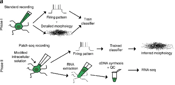 Figure 10 Schematic of patch-seq approach. 