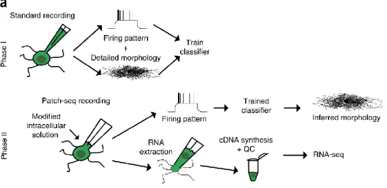Figure 10 Schematic of patch-seq approach. 
