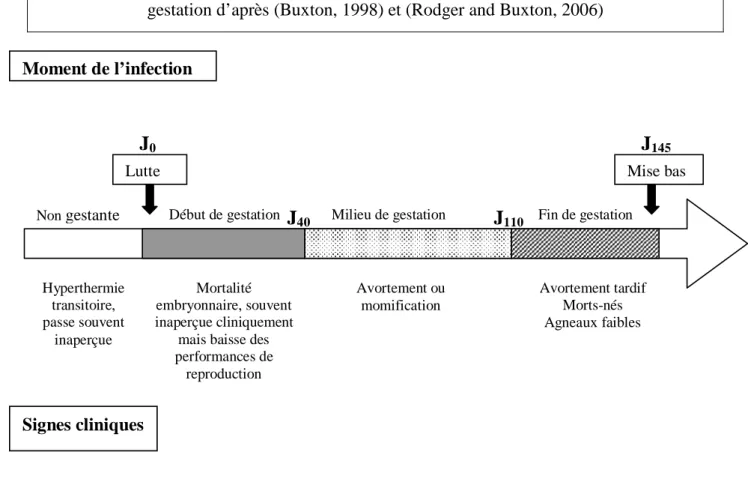 Figure 3. Tableau clinique de la toxoplasmose chez la brebis en fonction du stade de  gestation d’après (Buxton, 1998) et (Rodger and Buxton, 2006) 