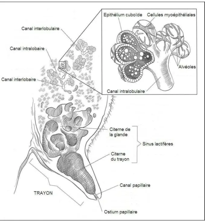 Figure 2 : Anatomie de la glande mammaire 