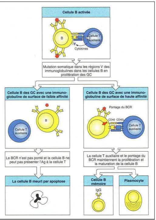 Figure 8 : Sélection de lymphocytes B de plus grande affinité pour l’antigène  (D’après Janeway, 2003, p353)