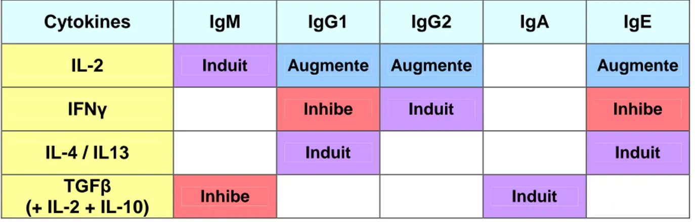 Tableau 3 : Rôle des cytokines dans l’expression des isotypes d’immunoglobulines  (Estes, 1996 ; Estes, 2002) 