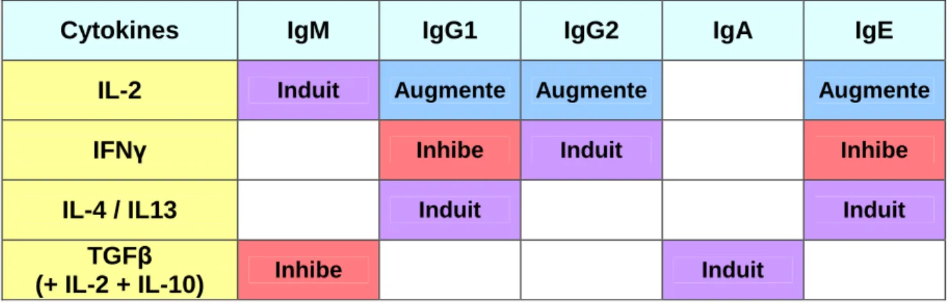 Tableau 3 : Rôle des cytokines dans l’expression des isotypes d’immunoglobulines  (Estes, 1996 ; Estes, 2002) 