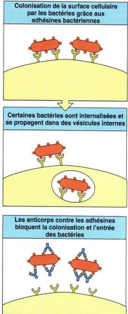 Figure 9 : Neutralisation des bactéries 
