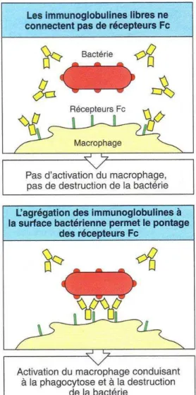 Figure 10 : Opsonisation d’une bactérie 