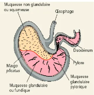 Figure 1 : Anatomie de l’estomac (d’après [91]) 