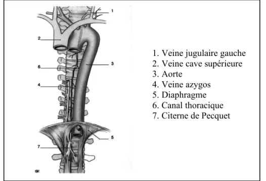 Figure 5 : Représentation du canal thoracique (11)  -  Le canal thoracique  