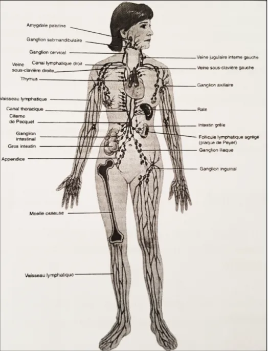Figure 8 : Vue antérieure des principaux composants du système lymphatique (15)  3.1  Système lymphatique du membre supérieur 