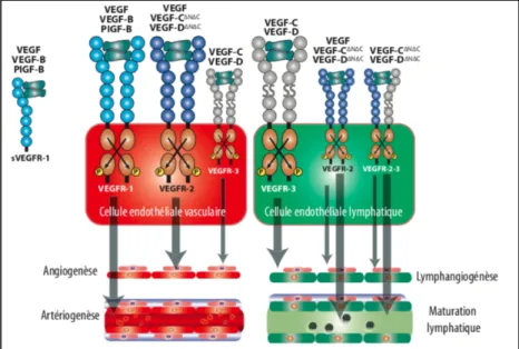 Figure 24 : Différentes isoformes de VEGF et leur récepteurs (VEGF-R) (38)  Cependant,  une  lymphangiogénèse  de  l’adulte  peut  être  possible  dans  certaines  conditions pathologiques comme la dissémination métastasique