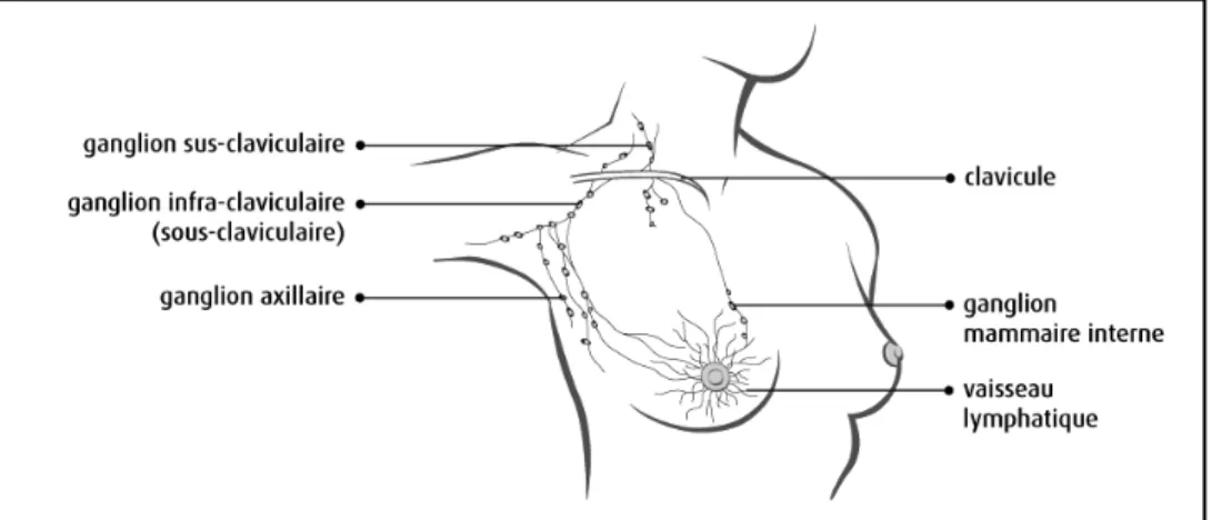 Figure 27 : Ganglion mammaire (40) 