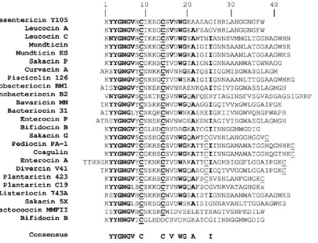 Figure 1. L'alignement des séquences des bactériocines matures de la classe IIa. 