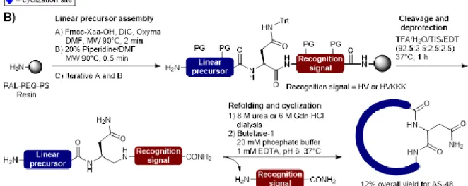 Figure  3.  Synthesis  of  circular  bacteriocins  using  the  butelase  chemoenzymatic  approach