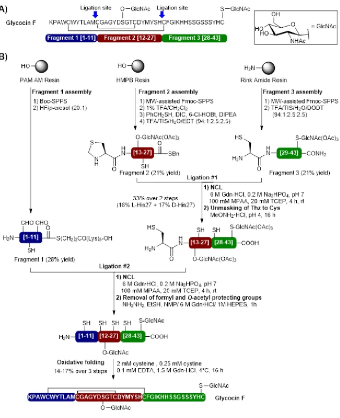 Figure 6. Synthesis of glycocin F by a convergent native chemical ligation approach. 