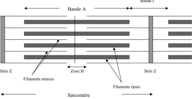 Figure 5 : Représentation schématique de la structure d’un sarcomère, d’Après Biologie, Campbell