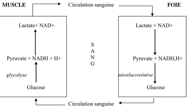 Figure 8: le cycle de Cori, la néoglucogenèse hépatique à partir de l’acide lactique. 