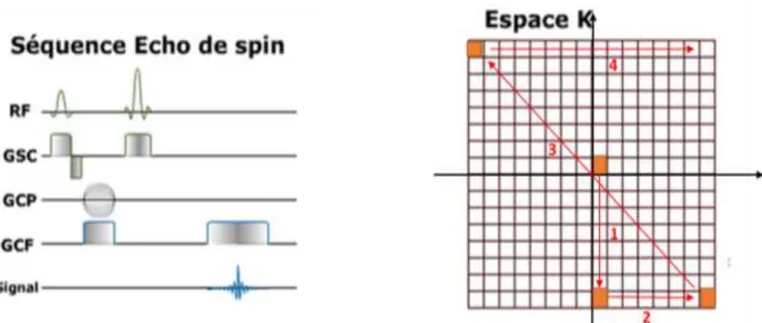 Figure 1 : Chronogramme et trajectoire dans le plan de Fourier d’une séquence d’écho  de spin avec acquisition cartésienne du plan de Fourier 