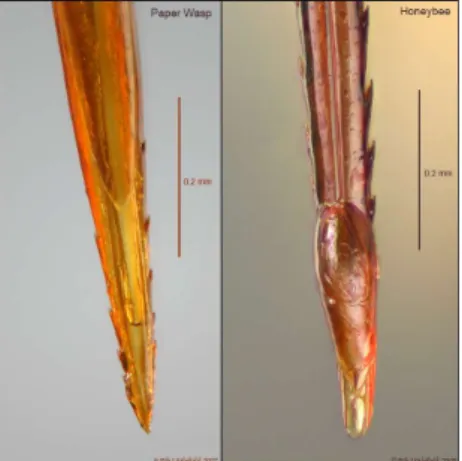 Figure 11 - Comparaison d’observations au microscope optique entre l'aiguillon de guêpe  lisse à gauche et celui de l'abeille à droite[25] 