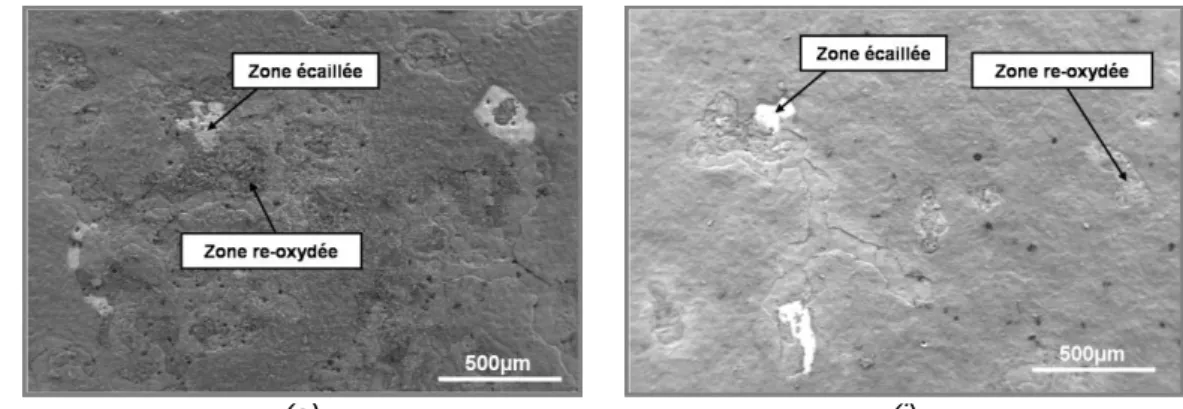 Figure IV- 21 – Morphologies des couches d’oxyde formées durant l’oxydation cyclique par cycle de  300h à 1100°C des systèmes sans et avec BD 