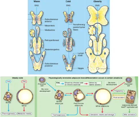 Figure 1 – Répartition du TA blanc et comparaison des adipocytes blanc vs. brun 10