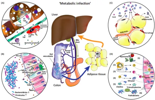 Figure 6 – Rôle de l’axe intestin-foie dans le développement de maladies métaboliques 91