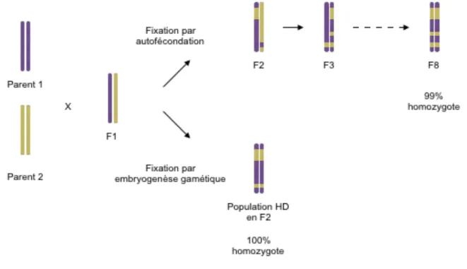 Figure  1.2  Illustration  de  la  fixation  génétique  par  autofécondation  ou  par  embryogenèse gamétique chez un croisement biparental