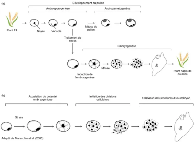 Figure  1.3  Le  système  biologique  de  l’androgenèse.  Le  système  biologique  de  l’androgenèse (a) montre la déviation développementale de la microspore où elle  quitte  la  voie  de  formation  du  grain  de  pollen  pour  celle  de  l’embryogenèse 