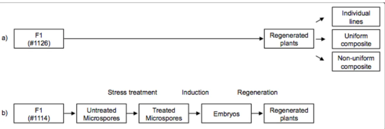 Figure  3.1  Source  of  the  plant  materials  used  in  this  work.  Two  F 1   barley  plants  were used to perform androgenesis