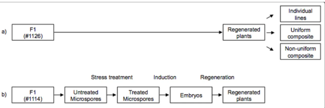 Figure  3.1  Source  of  the  plant  materials  used  in  this  work.  Two  F 1   barley  plants  were used to perform androgenesis
