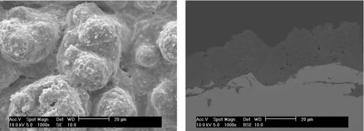 Figure II.2-1. SEM images  of sample  using a low solution concentration  of Ca/P. Sample  surface is showed (left)  and its corresponding cross-section  (right)