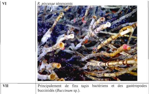 Figure 1.1  Assemblages hydrothermaux retrouvés dans  la  ZPM Endeavour. 