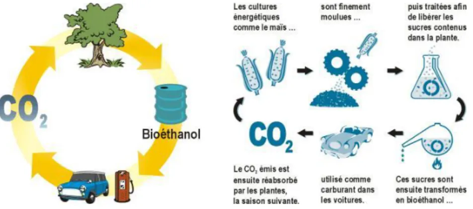 Figure I.5 : Cycle du carbone lors de la combustion d'un carburant issu de la biomasse 7 