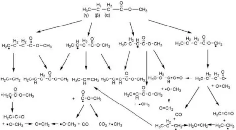 Figure I.18 : Les voies réactionnelles de l’oxydation du butanoate de méthyle (Yu et al