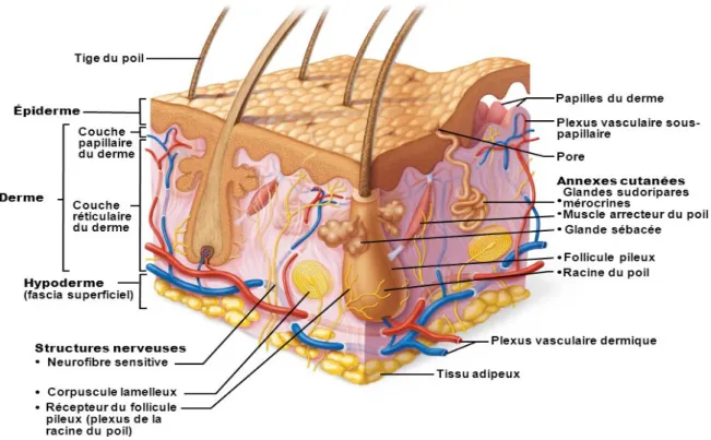 Figure 4. Structure de la peau (6) 