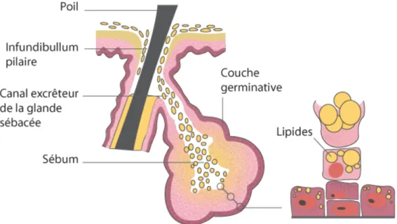 Figure 8. Structure de la glande sébacée (12) 