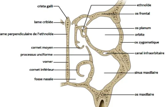 Figure 2 - Coupe anatomique dans le plan coronal montrant un sinus cloisonné d’après Gaudy et