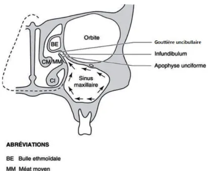 Figure 4 - Schéma expliquant le drainage des sinus maxillaires d’après Olver et al. (6)