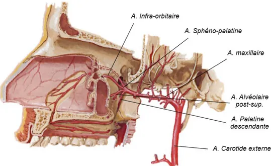 Figure 6 - Schéma de la vascularisation artérielle du sinus maxillaire d’après Solar et al