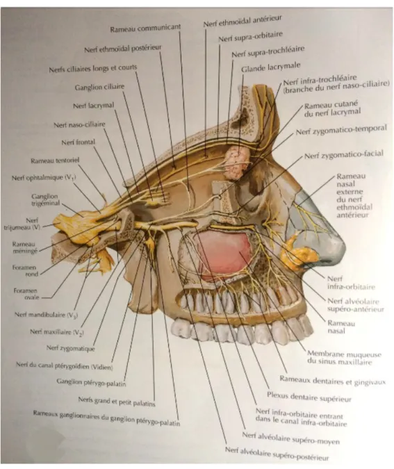 Figure 10 - Schéma de l’innervation des cavités sinusiennes d’après Netter (4)