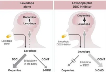 Figure 6 : comparaison entre la prise de levodopa seule et accompagnée d'un  inhibiteur de dopa-d-carboxylase (DDC)  17