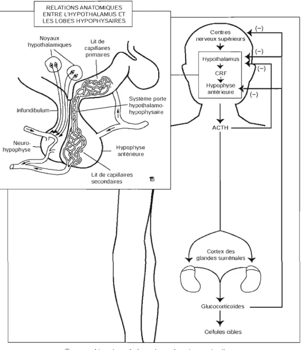 Figure 1.1  Axe hypothalamo-hypophysiare surrénalien 