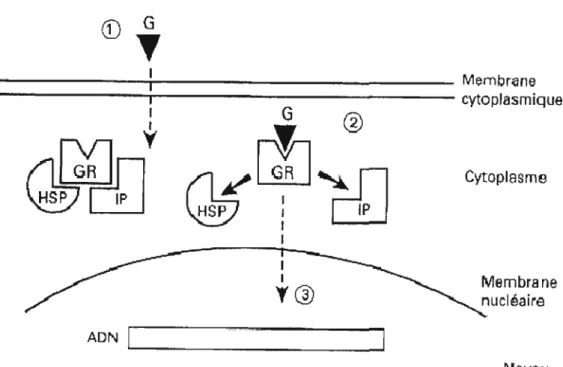 Figure 1.3  Mécanismes post-réceptoriels des  récepteurs aux  GC 