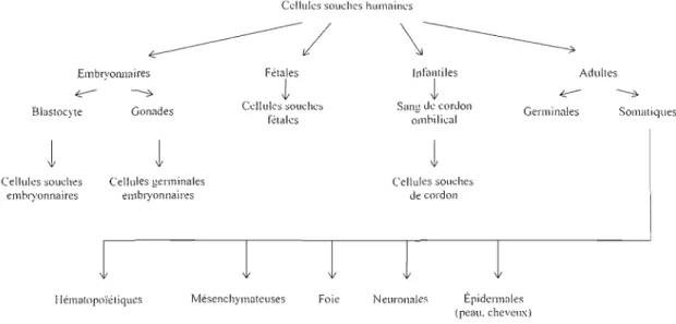 Figure  1 : Hiérarchie  des  cellules souches  humaines.  La  nomenclature  des  cellules  souches  dépend  du  stade  de  développement  duquel  elles  ont  été  prélevées