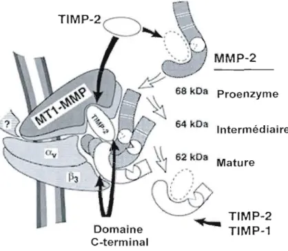 Figure 4 : Processus d'activation de  la proMMP-2.  La  proMMP-2 est sécrétée sous forme de  zymogène