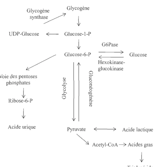 Figure  5:  Métabolisme  du  glucose.  Le  glucose  peut  être  phosphorylé  par  une  glucokinase  (hexokinase) pour produire le  glucose-6-phosphate