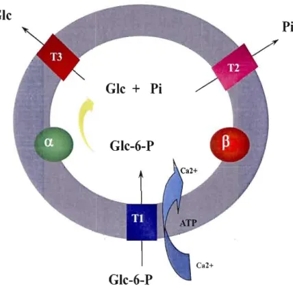 Figure  6 :  Le  système  glucose-6-phosphatase.  Le  glucose-6-phosphate  (G6P)  est  transporté  dans  la  lumière  du  réticulum  endoplasmique  via  un  transporteur  (G6PT,  Tl),  avant  d'être  hydrolysé  par  la  forme  Œ  ou  ~  de  la  glucose-6-p