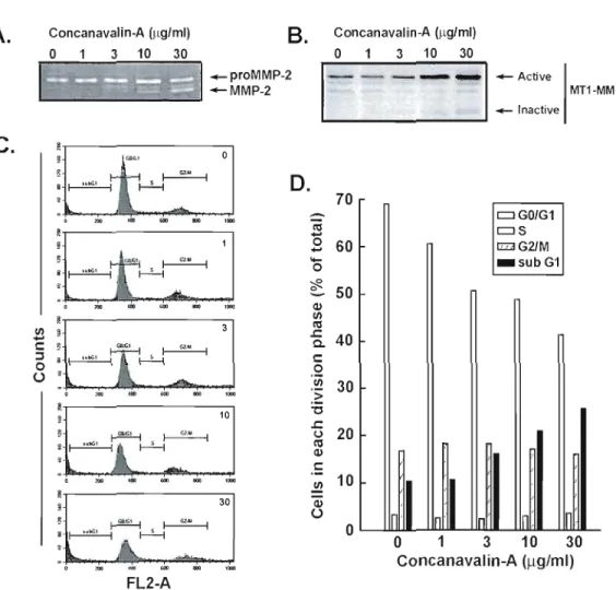Figure 1 : MTI-MMP-mediated activation  oflatent proMMP-2 by concanavalin-A  correlates  with  a  decrease  in  GOlGI  and an  increase  in  subG1 ce!!  cycle phases