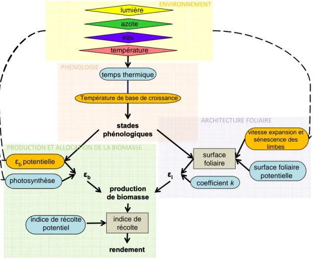 Figure  5 :  Représentation  des  différents  modules  du  modèle  de  culture  SUNFLO :  phénologie,  architecture  foliaire et interception lumineuse, production et allocation de la biomasse et environnement