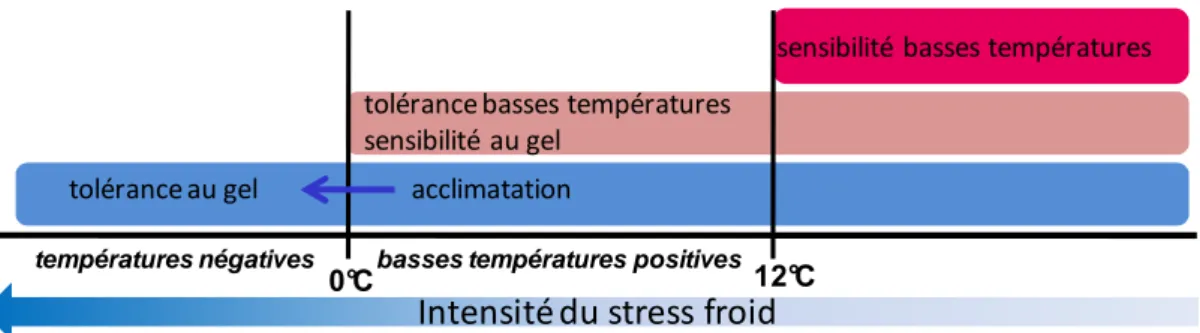 Figure 7 : Les différentes catégories de réponses possibles aux basses températures en fonction de l’intensité du  stress froid