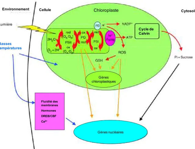 Figure  8:  Schéma  du  processus  de  la  photosynthèse  et  de  sa  régulation  par  les  basses  températures