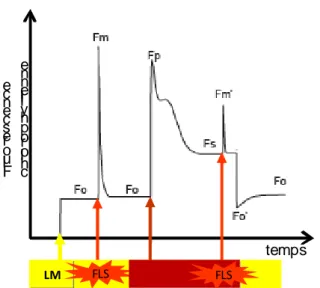 Figure  11  :  Variation  de  la  fluorescence  chlorophyllienne  modulée  en  fonction  du  temps  sur  une feuille intacte